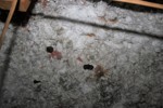 IMG_1524 (2), Unit G Soiling, Feces.JPG